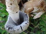 Coprinopsis romagnesiana image