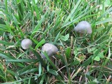 Panaeolus bisporus image