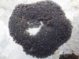 Leptogium schraderi image