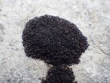 Leptogium schraderi image
