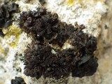 Collema auriforme image