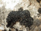 Collema flaccidum image