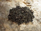 Blennothallia crispa image