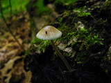 Mycena subcaerulea image