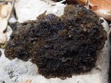 Collema auriforme image