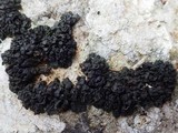 Collema polycarpon image