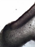 Collema polycarpon image