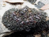 Collema polycarpon image