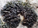 Collema polycarpon image