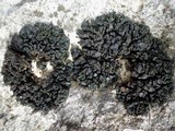 Collema polycarpon image