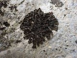 Collema fuscovirens image