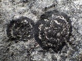 Image of Placynthium subradiatum