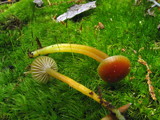 Hygrocybe laeta var. laeta image