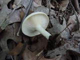 Lactarius maculatipes image
