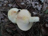 Lactarius maculatipes image