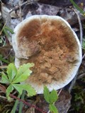 Coltricia montagnei image