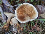 Coltricia montagnei image