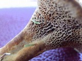 Coltricia montagnei image