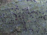 Byssoloma leucoblepharum image