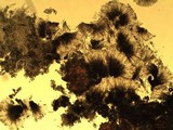 Byssoloma leucoblepharum image