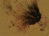 Byssoloma leucoblepharum image