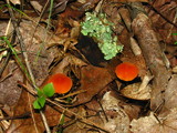 Marasmius sullivantii image