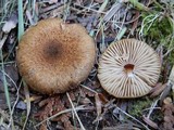 Inocybe dulcamara image