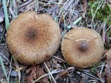 Inocybe dulcamara image