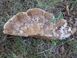 Daedaleopsis confragosa image