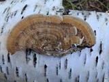 Daedaleopsis confragosa image