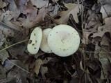 Lactarius maculatipes image