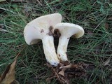 Lactarius maculatipes image