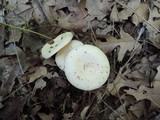 Lactarius maculatipes image