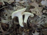 Lactarius maculatipes image