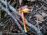 Hygrocybe ruber image