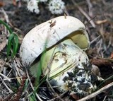 Boletus radicans image