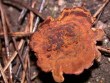 Coltricia cinnamomea image