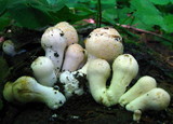 Coprinopsis variegata image