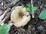 Lactarius psammicola image