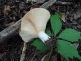 Lactarius psammicola image
