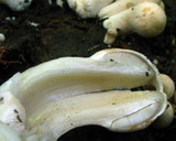 Coprinopsis variegata image