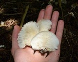 Pleurotus pulmonarius image