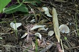 Pleurotus pulmonarius image