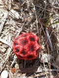 Clathrus crispus image