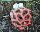 Clathrus crispus image
