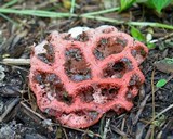 Clathrus crispus image