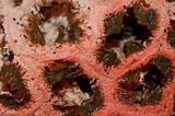 Clathrus crispus image