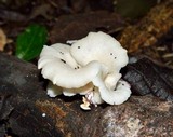 Pleurotus pulmonarius image