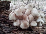 Mycena inclinata image