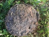 Calvatia cyathiformis image